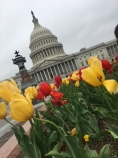 red and yellow tulips with Capitol building in background